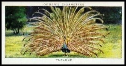 31 Peacock